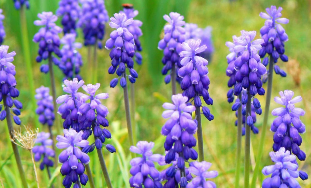 The stems are just long enough to be stuck in among the larger flowers