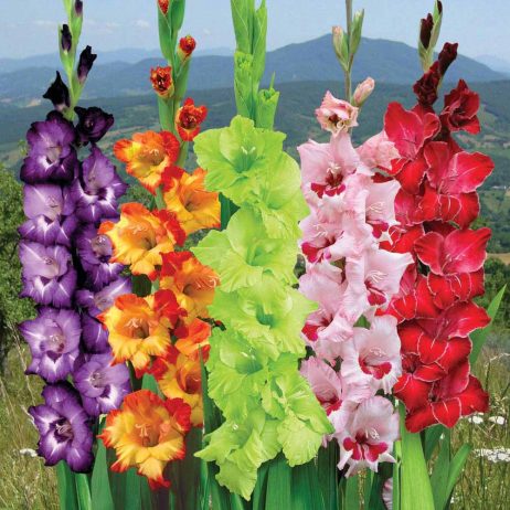 Gladiolus or “Glads” are Bright Colors Popular Flowers- Charismatic Planet