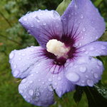 water droplets on rose of sharon by mockingjay1256 d5i7on2