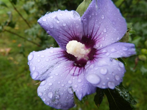 Rose of Sharon is in number of varieties shades
