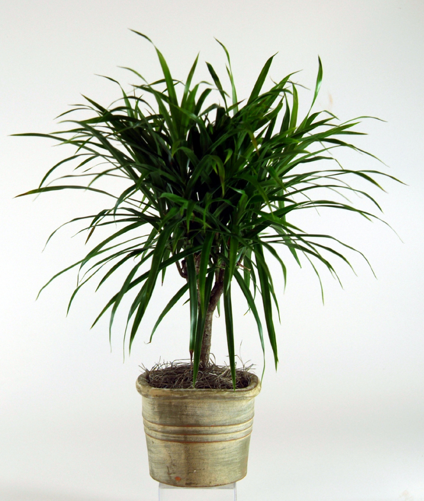 Among the tallest of houseplants, the treelike dracaenas are perfect when you need a strong accent.