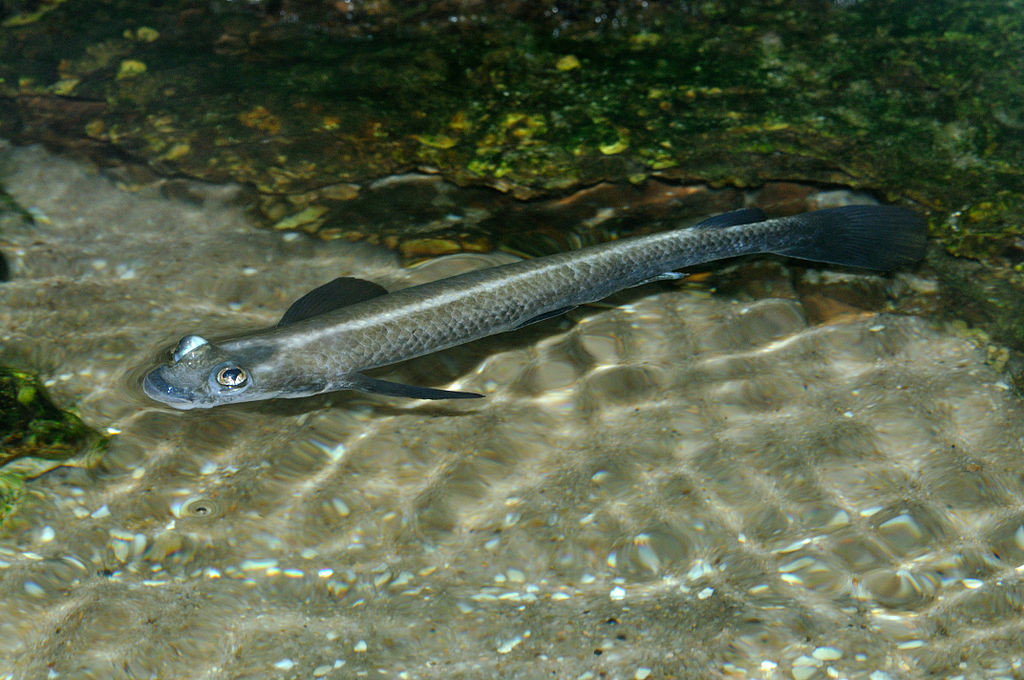 Largescale four-eyed fish at Hellabrunn Zoo