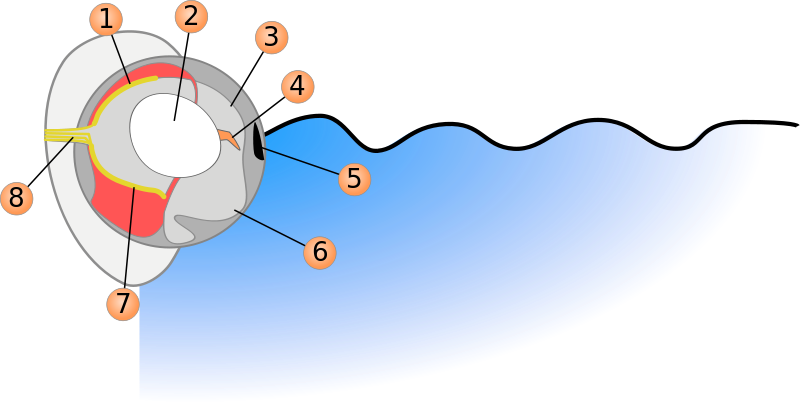 The Four-eyed fish eye. 1.Underwater retina 2.Lens 3. Air pupil 4. Tissue band 5. Iris 6. Underwater pupil 7. Air retina 8. Optic nerve