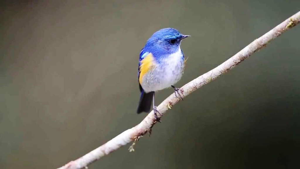 The stunning Himalayan bluetail or Himalayan Red-flanked bush-robin (Tarsiger rufilatus) is a small passerine bird.