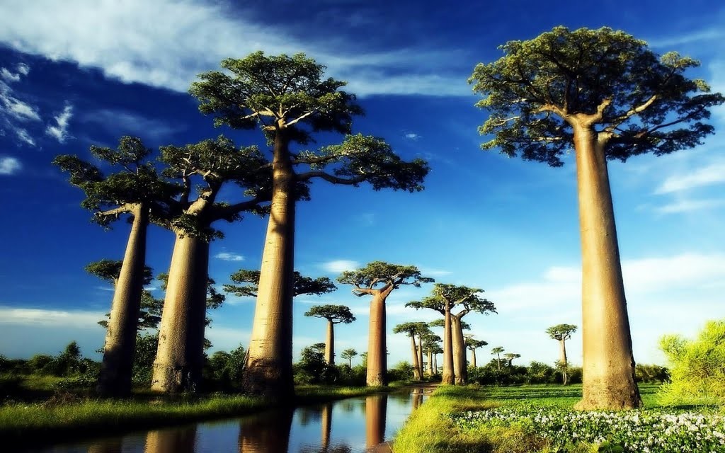 The Baobab Tree is pollinated by nocturnal mammals, like fork-marked lemurs and insects such as Hawk Moth.