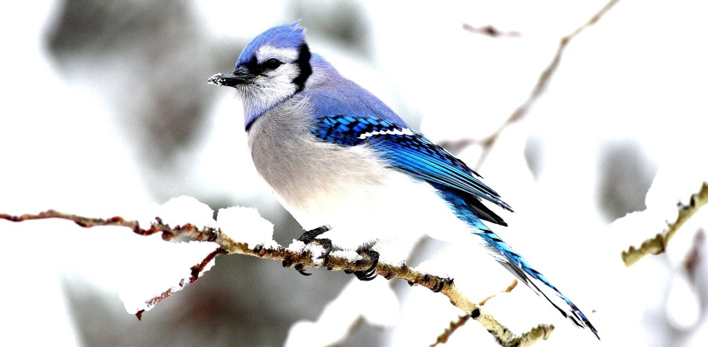 Thi Beautifully colored and with a strident call, Blue Jay’s are common in backyards and forests of much of North America. 