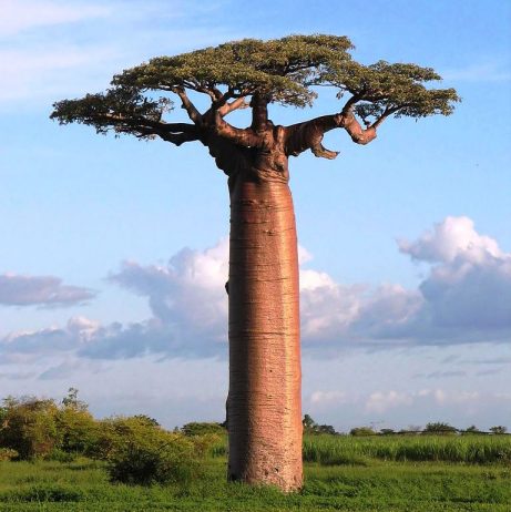 Grandidier’s Baobab Tree is the biggest and most re-known of Madagascar’s species of Baobabs. It is also known as “Adansonia Grandidieri”,