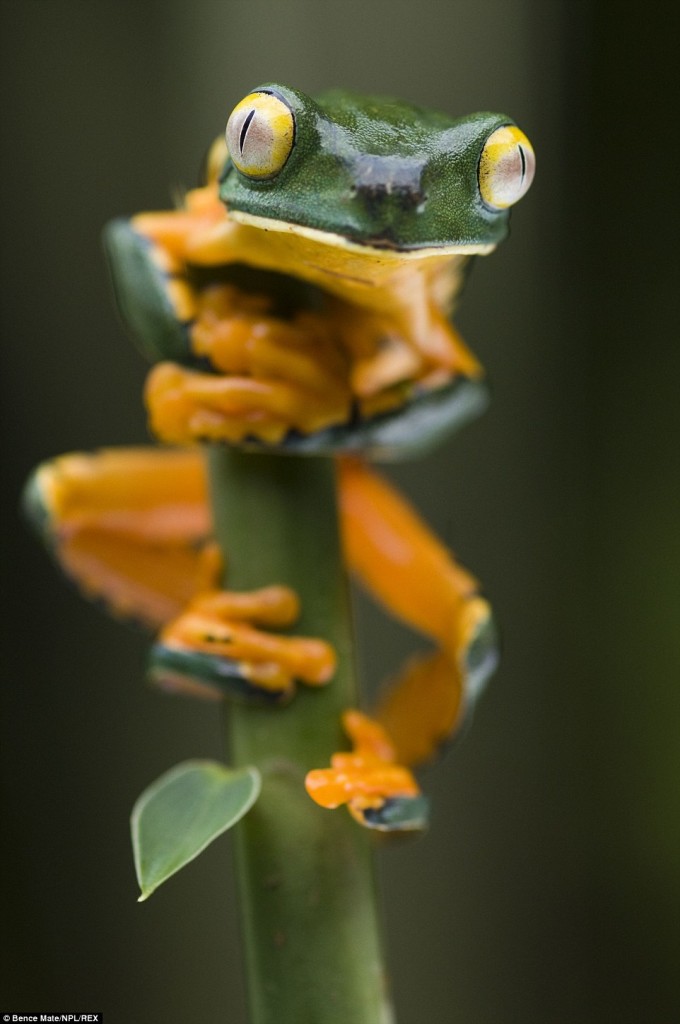 A Splendid leaf frog (an aptly named creature) caught in close-up at Santa Rita, in Costa Rica