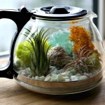 Find a nice spot for your terrarium1