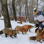 zao fox village japan 32