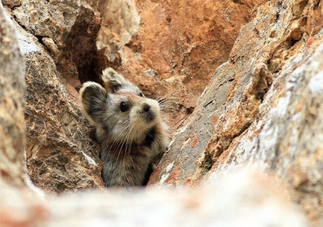 A magical Rabbit that you’ve probably never heard of, the “Ili Pika”, is also one of the rarest and most endangered living beings in the world.