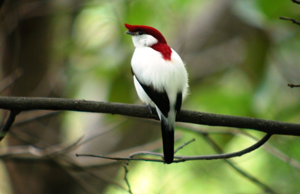 Araripe Manakin is a colorful and critically endangered species, which numbers are decreasing over the years and currently it is no more than 800 species.