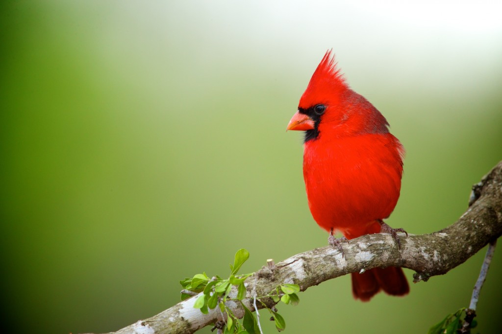 Northern Cardinal Songbird - Sing Variety of Melodies