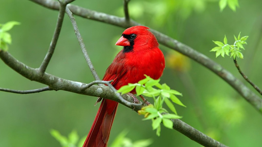Northern Cardinal Songbird 
