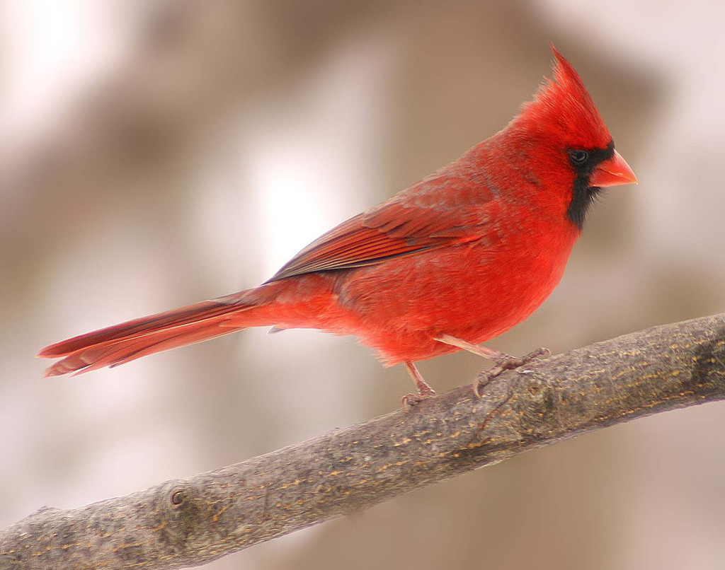 Northern Cardinal Songbird (Cardinalis cardinalis) is a North American Song bird in genus Cardinalis as the redbird or common cardinal.