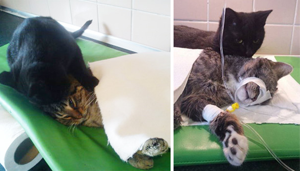But when the vets heard him purr, they decided to save him