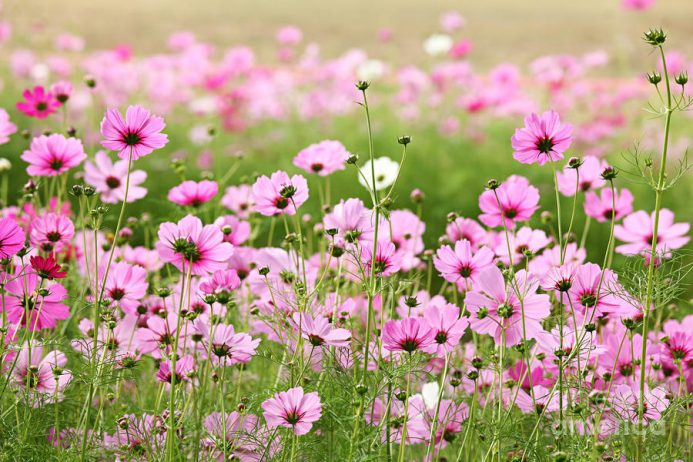 Cosmos Flower is Ideal for the back of your Garden | Charismatic Planet