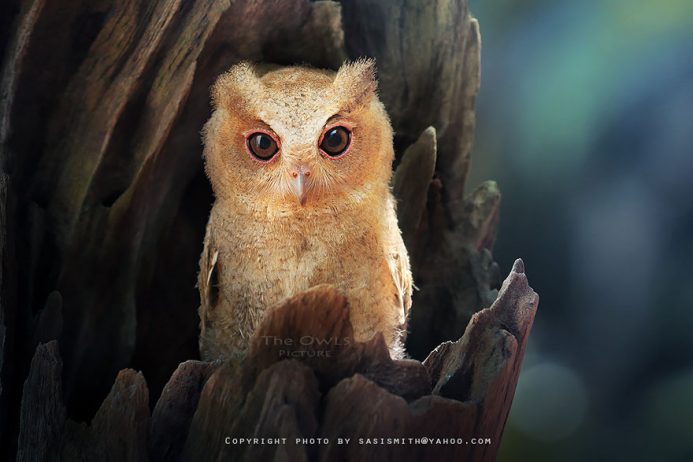owl-photography-sasi-smit-21