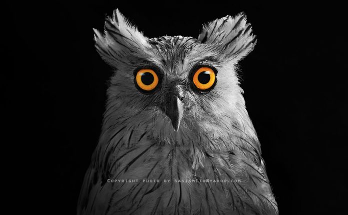 owl-photography-sasi-smit-25