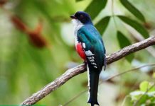 Cuban Trogon: World’s Most Fascinating Bird