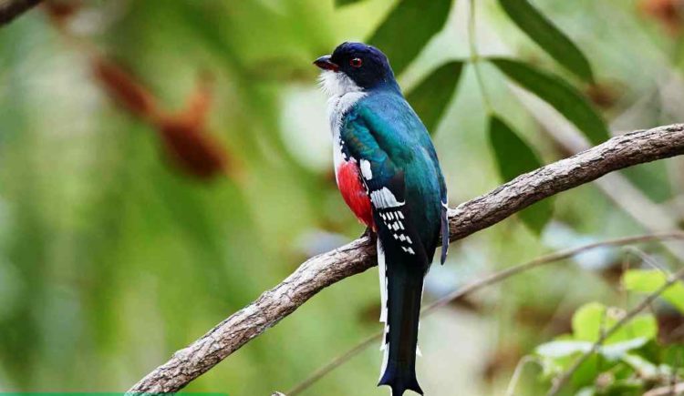 Cuban Trogon 1 Cuban Trogon