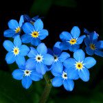 Forget Me Nots flowers 25785400 900 719