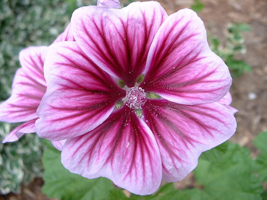 The Geranium Flower in each cluster is large, rather like those of azaleas. It is often with a blotch of a darker shade.