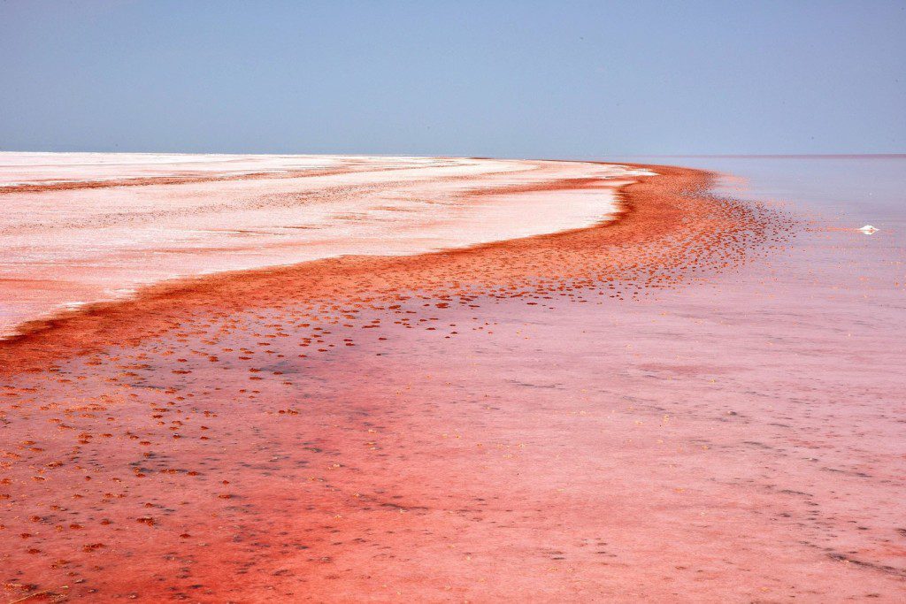 The lake just like a devil’s swimming pool due to huge algae flourish, 