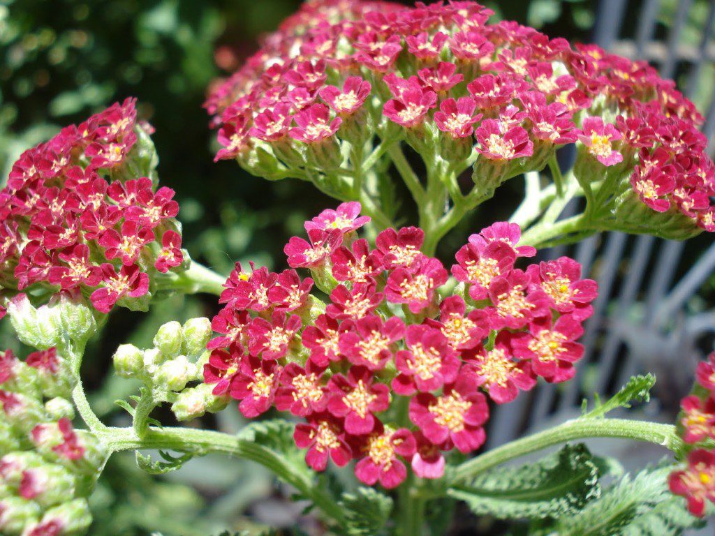 Several people are familiar with the wild white yarrow with its flat clusters of flowers, but most garden specimens are yellow, and some are pink or red.