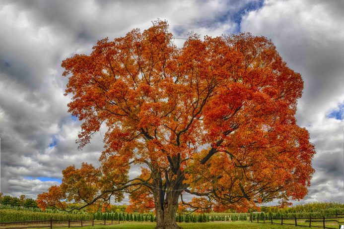 Maple (Acer), Nature’s Favorite Tree to Grow