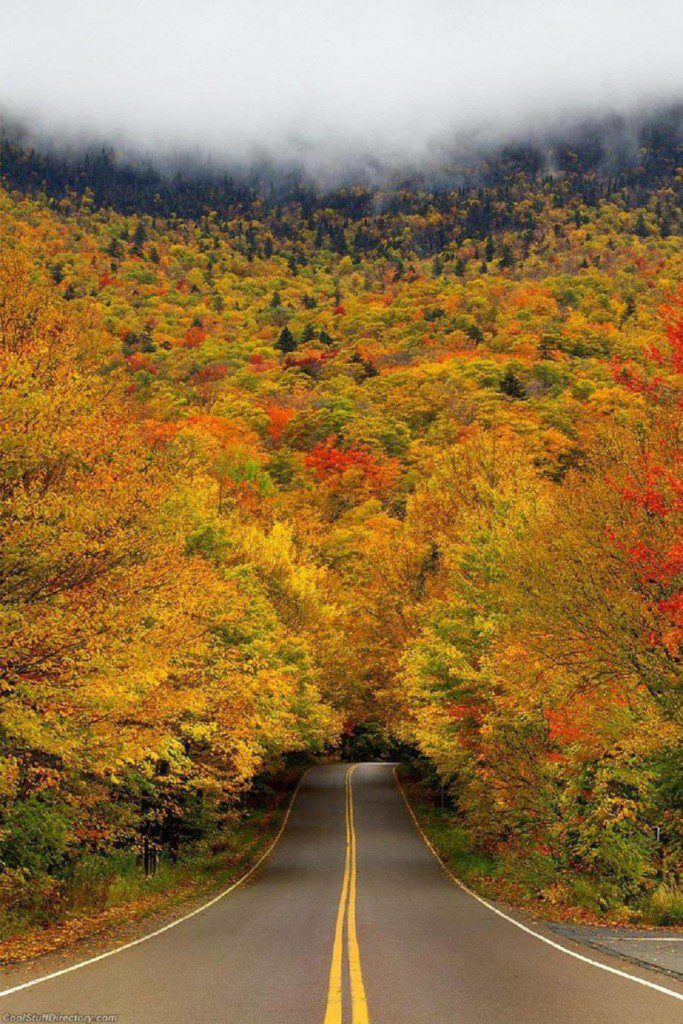 Autumn Tree Tunnel, Smuggler’s Notch State Park, Stowe, Vermont, USA