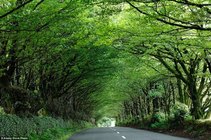 Country road in Milton Abbot, Devon