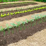 Well, crops in Succession Planting is a good way to make the most of your precious garden space.