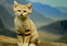 The Cute Baby Sand Cat