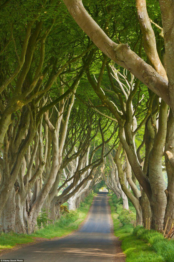 The Dark Hedges in Antrim, Northern Ireland