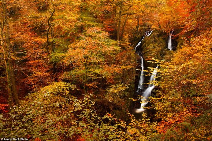 The cascading Ghyll Force waterfall looks particularly captivating when surrounded by a sea of orange and yellow hues