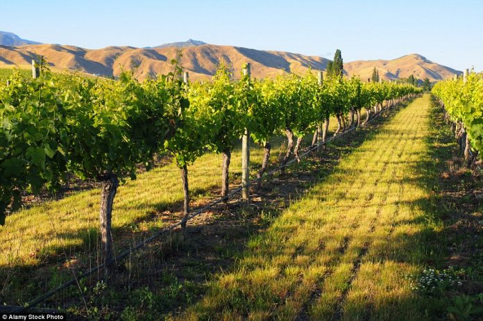 the vines of the Montana Winery vineyard in Blenheim to sample the delicious offerings