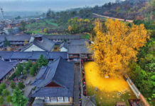 1,400-Year-Old Ginkgo Tree Still Sheds Golden Leaves