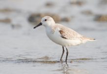 The Dunlin and Sanderling
