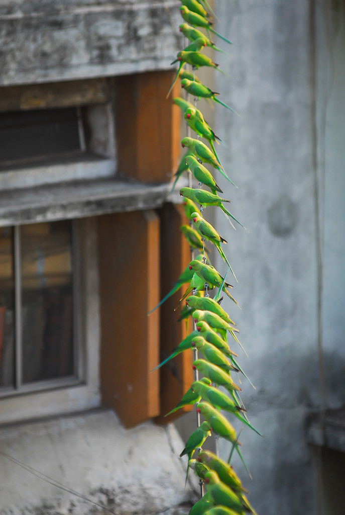 Indian "Birdman" Cares more than 4,000 Exotic Green Parakeets. An old Indian man has the habit to get up early to cook pots of rice for his pet birds.