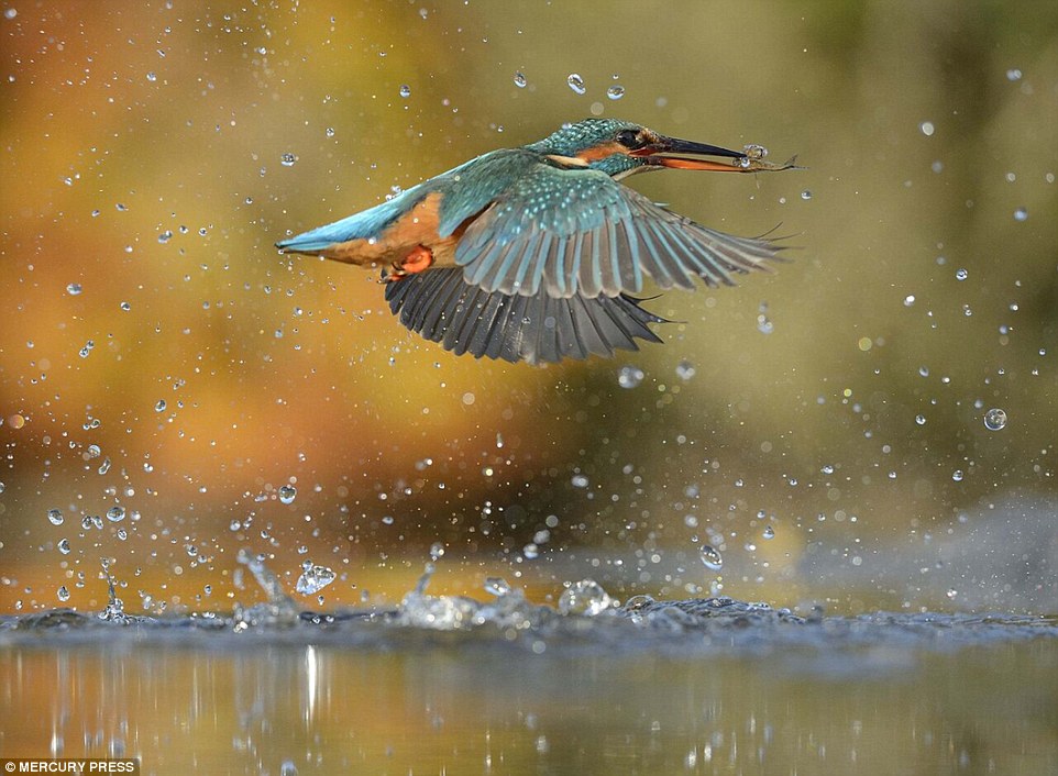 Photographer Takes Perfect Picture of Diving Kingfisher in Honour of his Grandfather.