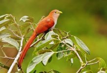 The Striking Squirrel Cuckoo