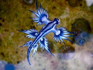 One of the nudibranchs responsible for severe indirect nematocyst envenomation (Glaucus atlanticus). This species may grow to 35 to 40 mm in length. 