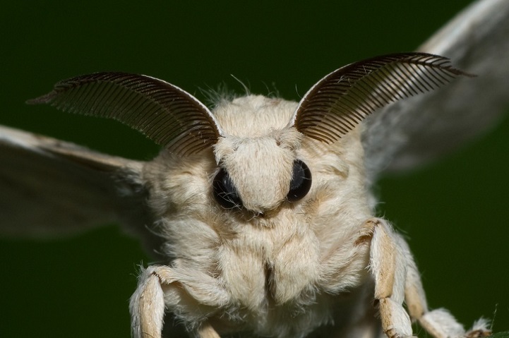 moth4