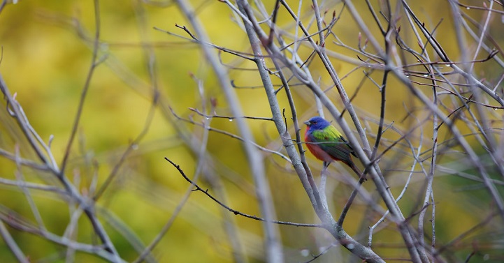 Rare sightings of a male Painted Bunting in Brooklyn, New York's Prospect Park are ruffling the feathers of Bird fanatics everywhere.