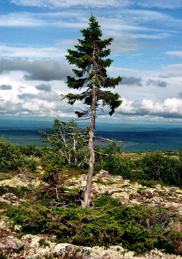 It is believed that World’s Oldest Individual Clonal Tree is some of the longest living organisms on earth, and this disheveled spruce is no exception.