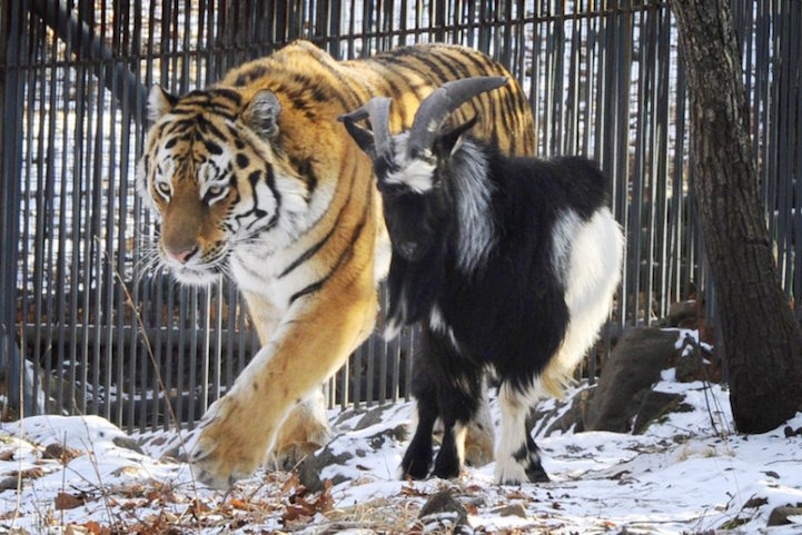 Tiger and Goat Connect as Fast Friends Even Given to Him as Live Food