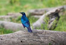 Greater Blue-eared Starling – The Gorgeous Mystery Bird