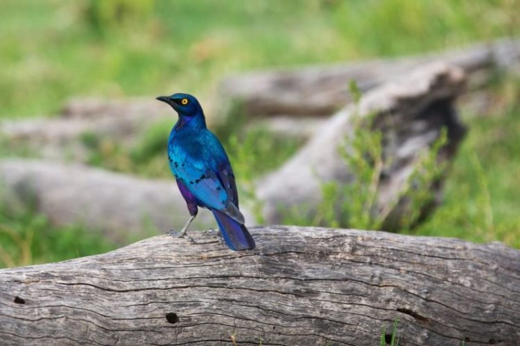 5 18 1 Blue-eared Starling