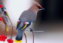 Bohemian Waxwing – Gorgeous Yellow Tip Tail Bird